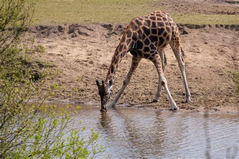 How Fast Does a Giraffe Run?