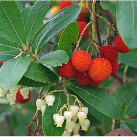 Arbutus Unedo - 25 Seeds - Strawberry Tree