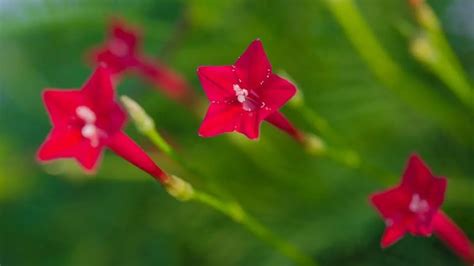 How To Plant A Hummingbird Vine. An Easy To Follow Guide