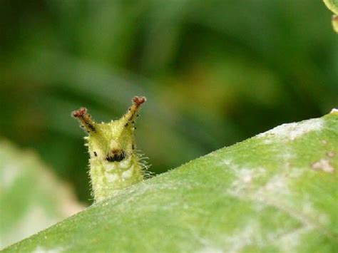 Japanese Emperor Caterpillar: What's Not to Love With a Face Like This ...