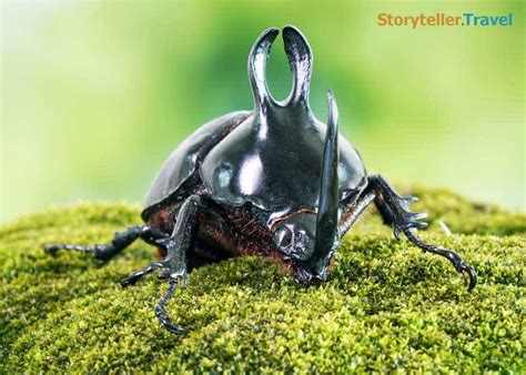 22 Rhinoceros Beetle Facts: 1500 Species, Strength Rating | Storyteller Travel