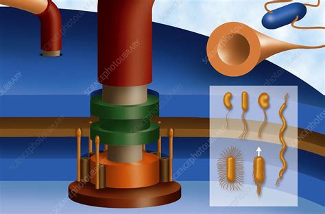 Bacterial flagellum structure, artwork - Stock Image - C009/7515 - Science Photo Library