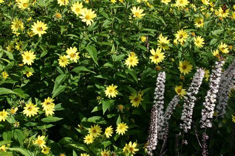 Helianthus 'Lemon Queen' – Ballyrobert Gardens