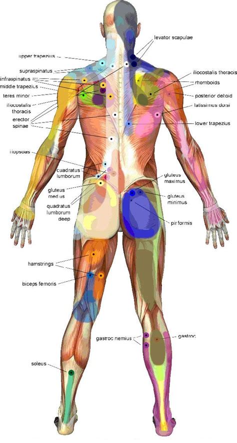 Trigger Point Massage Therapy Back Body Guide | Massage therapy, Trigger point massage, Trigger ...