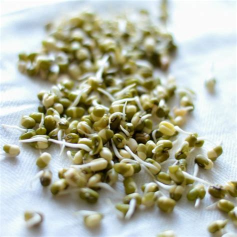 How to sprout Moong / Mung beans at home