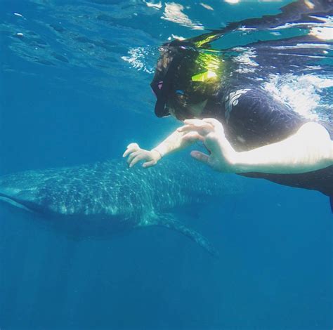 Mexico! First Off - Whale Sharks! (Spring 2019) - Aurora's Blog