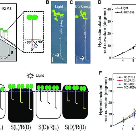 (PDF) Light-Dark Modulates Root Hydrotropism Associated with Gravitropism by Involving ...