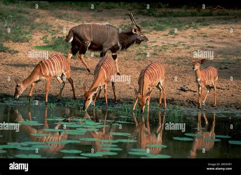 Nyalas, Mkuzi Game Reserve, South Africa (Tragelaphus angasi Stock ...