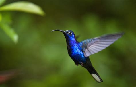 Hummingbird HD Wallpapers