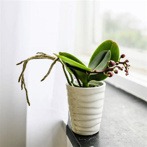 How to Care for an Orchid Plant That's Resting