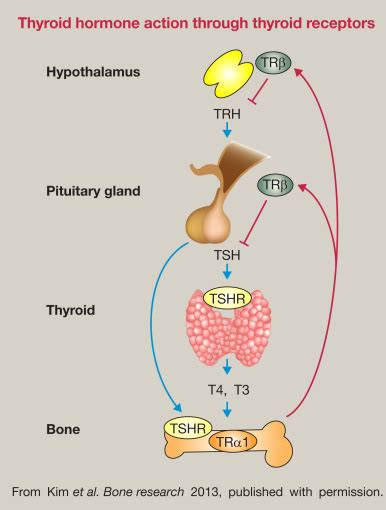 References in Physiology of the pituitary, thyroid, parathyroid and adrenal glands - Surgery ...