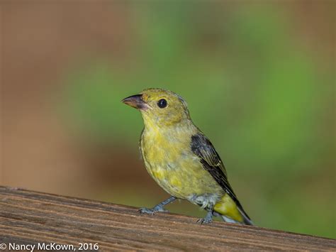 Female Scarlet Tanager | Welcome to NancyBirdPhotography.com