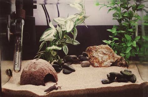 African Dwarf Frog Tank | Femgeek.co.uk