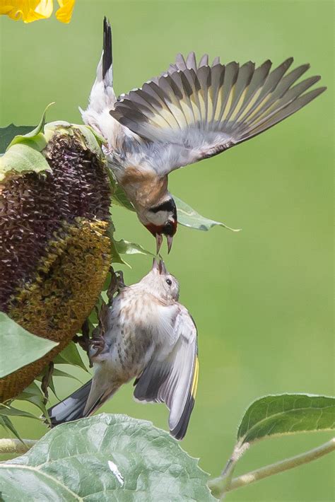 European goldfinch feeding its young by luka567 on DeviantArt