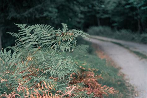 "Corduroy Road" Images – Browse 598 Stock Photos, Vectors, and Video | Adobe Stock