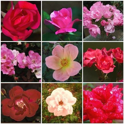 knockout rose color varieties | Add Color to Any Garden with KNOCK OUT® Roses |… | 1000 - Modern ...