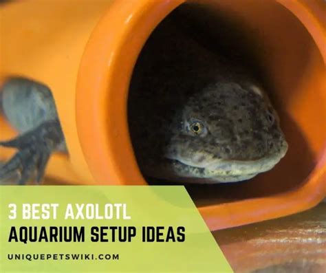 3 Best Axolotl Aquarium Setup Ideas