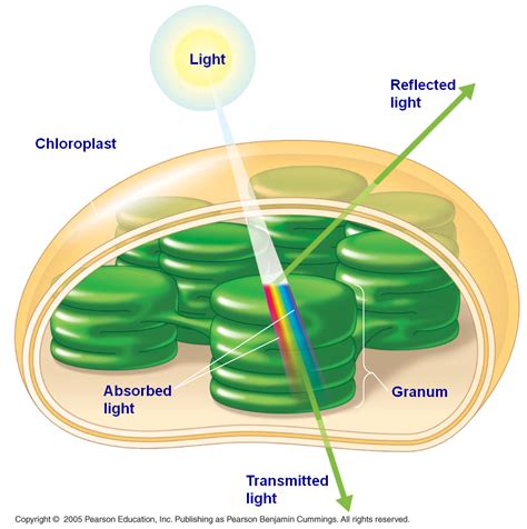 chloroplast | Biology class, Photosynthesis, Biology