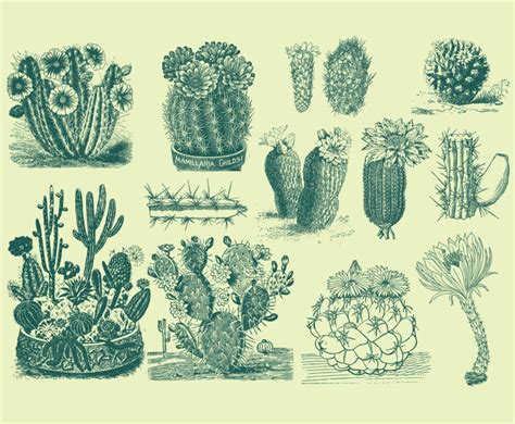 Green Cactus Illustrations Vector Art & Graphics | freevector.com