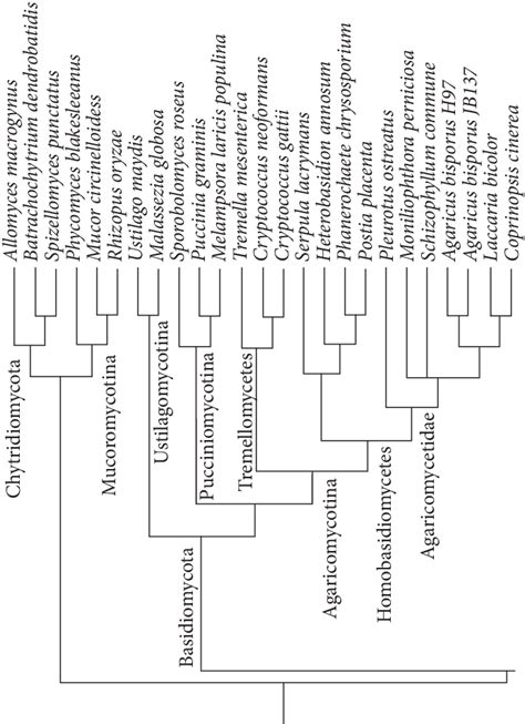 Cladogram of the fungal tree of life (detail) | Download Scientific Diagram