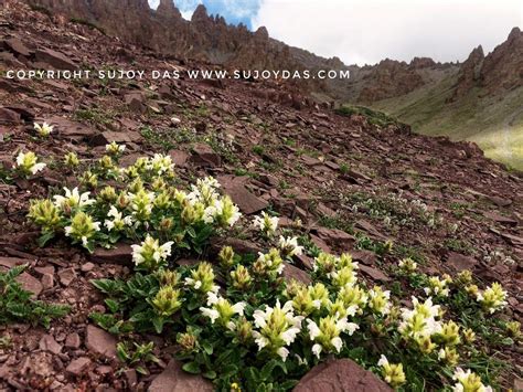 Trekking and Photography in the Himalaya: Ladakh | Flowers