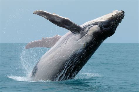 Humpback whale — Australian Antarctic Program