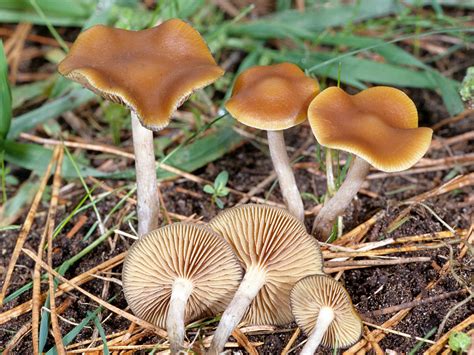 MykoWeb: Toxic Fungi of Western North America