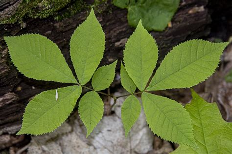 Shagbark Hickory Leaf - Clashing Pride