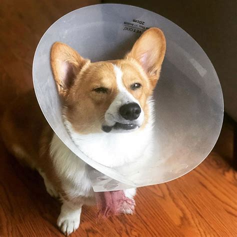 Pics Of Pets Wearing The Cone Of Shame | Lipstick Alley