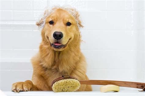 Golden Retriever Grooming Tips - The Golden Retriever Network