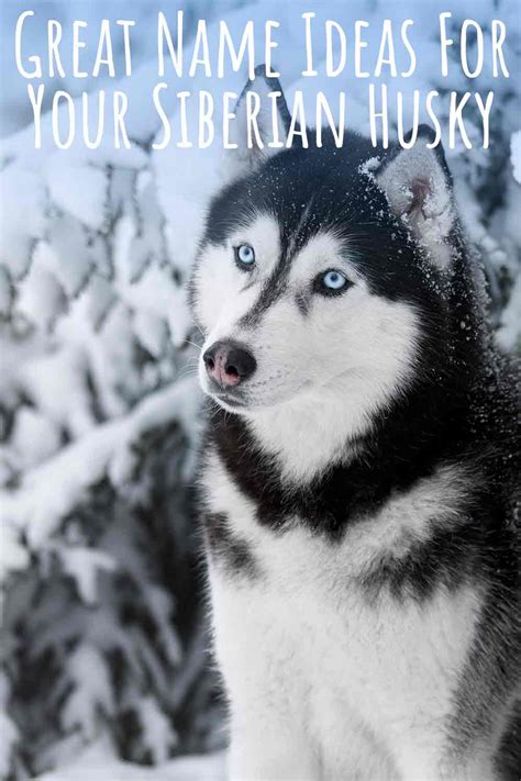 Husky Names - Great Name Ideas For Siberian and Alaskan Huskies