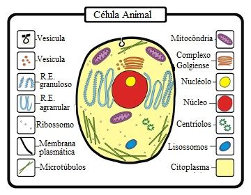 Diferenças entre célula animal e vegetal - Mundo Educação