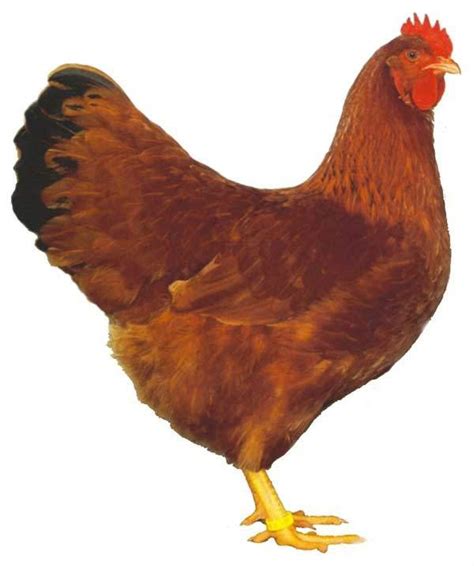 New Hampshire Red Chicken [Complete Breed Profile]