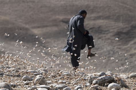 Afghan farmers despair as locusts plague precious crops | The Citizen