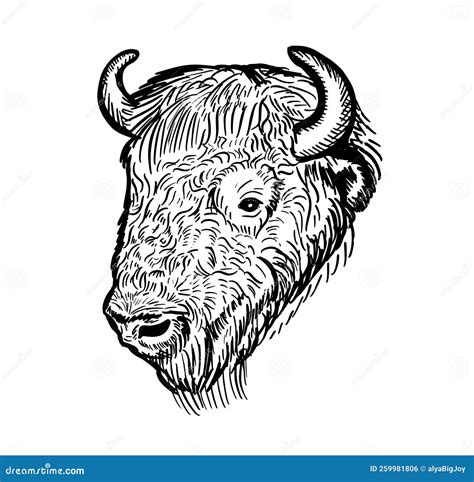 Bison Portrait Hand Drawn Sketch .Bison Head Stock Vector ...