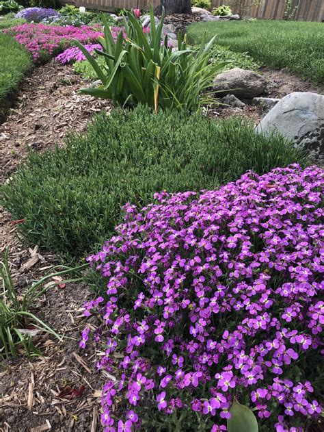 Purple creeping phlox | Creeping phlox, Spring perennials, Pink perennials