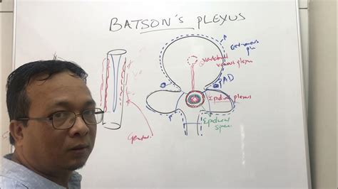 Batson venous plexus (Batson veins) - YouTube