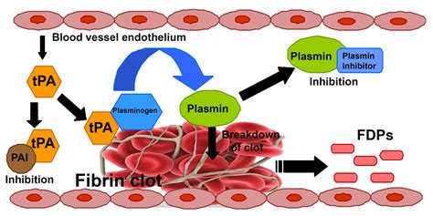 An Insight into the Abnormal Fibrin Clots — Its Pathophysiological Roles | IntechOpen