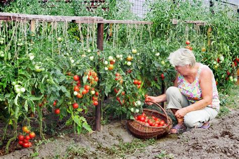 dueña de una cosecha de huerta recibida — Foto de stock © sever180 ...