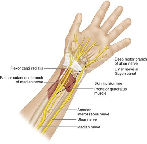 Ulnar Nerve Motor Hand - Infoupdate.org