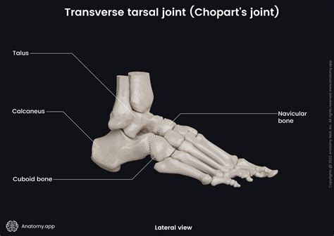 Transverse tarsal joint (Chopart's joint) | Encyclopedia | Anatomy.app | Learn anatomy | 3D ...