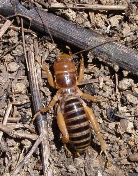 Stenopelmatidae - Vikipedi