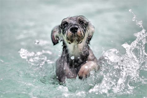 Fotos gratis : perro, canon, L, Ef, vertebrado, Usm, F2, 135mm, nutria, Perro como mamífero ...