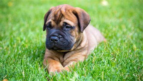 Bullmastiff - Alles over dit hondenras | Purina