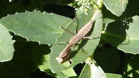 Chinese Praying Mantis Vary In Color – Local Video Leads