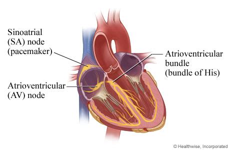 The Heart and Its Electrical System | Cigna