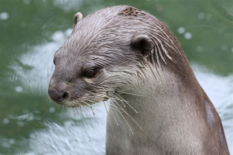 Smooth Coated Otter at Colchester Zoo 28/05/2017 - ZooChat