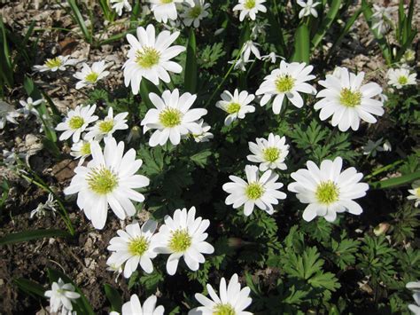 Anemone blanda (white) | Rotary Botanical Gardens