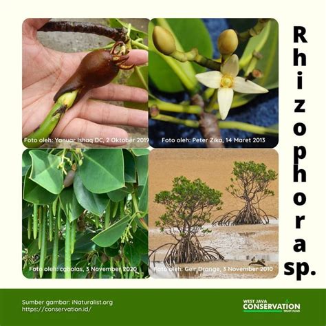 Info Spesies: Rhizopora sp. (Pohon Bakau) – WJCTF