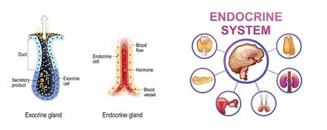 Exocrine Glands: Definition, Function, Examples & Types